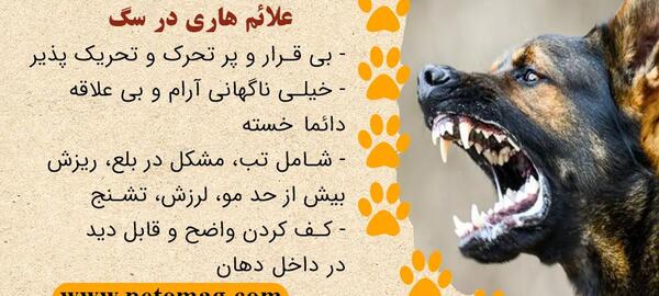 عکس سگ هاری
