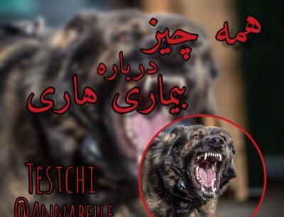 عکس سگ هاری