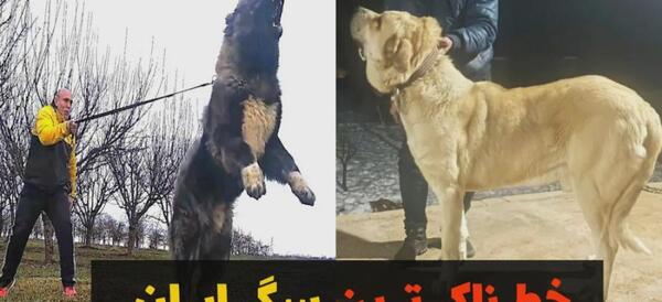 عکس سگ هار ایرانی