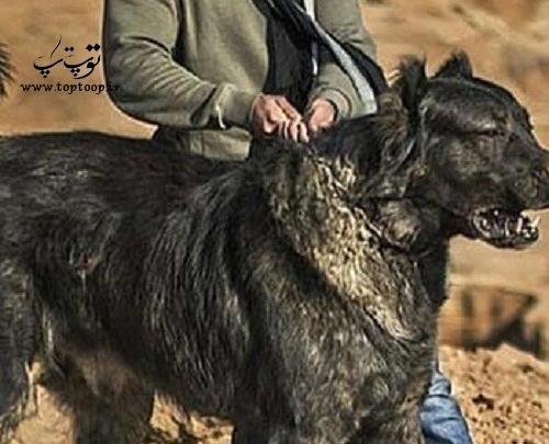 عکس سگ هار بزرگ
