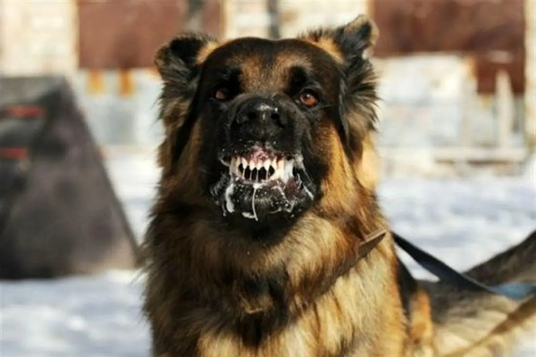 عکس سگ هار و وحشی
