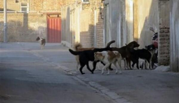 عکس سگ هار اردبیل