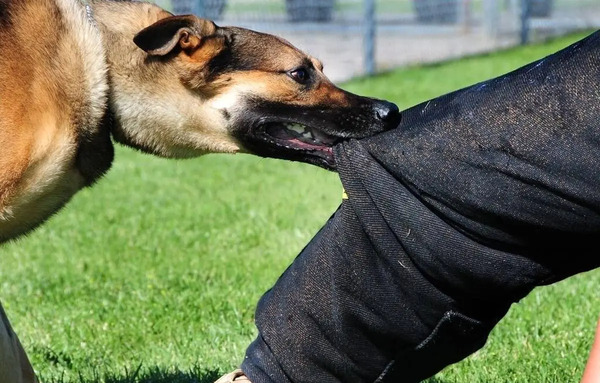 عکس سگ هار اردبیل