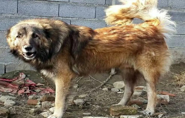 عکس سگ هار اردبیل