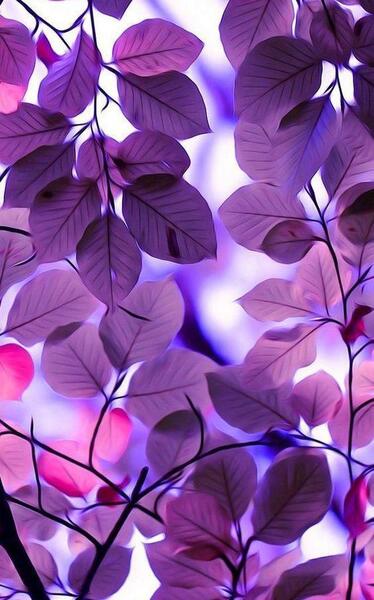 عکس برای پس زمینه گوشی بنفش