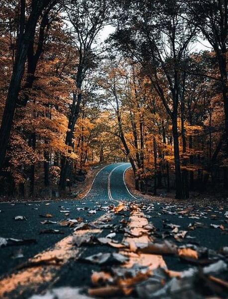 عکس پس زمینه گوشی پاییزی