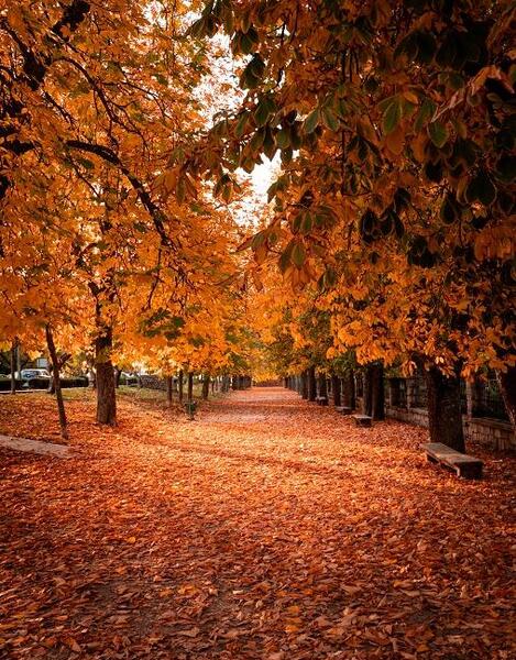 عکس پس زمینه گوشی پاییزی