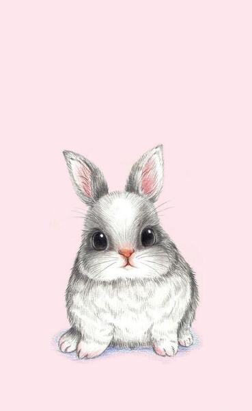 عکس پس زمینه گوشی خرگوش