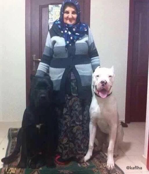 عکس سگ خونه مادربزرگه