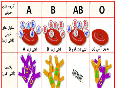 عکس گروه های خونی