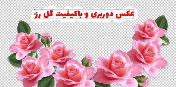 عکس برای فتوشاپ گل