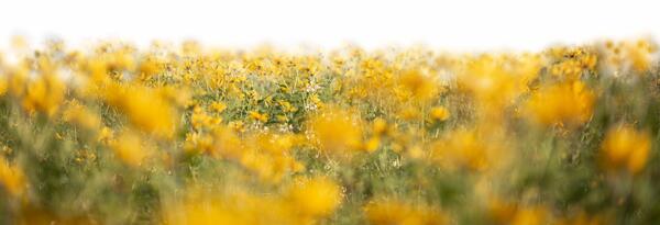 عکس برای فتوشاپ گل