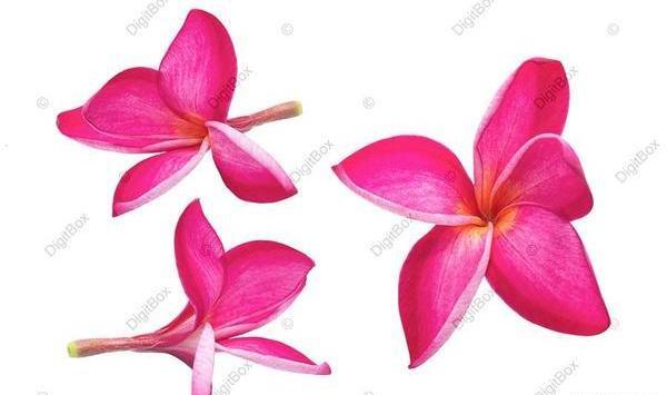 عکس برای فتوشاپ گل