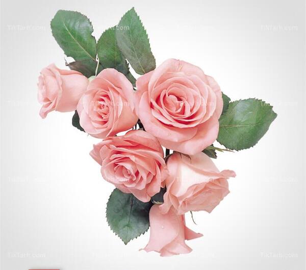 عکس برای فتوشاپ گل