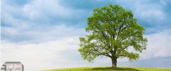 عکس طبیعت برای تمرین فتوشاپ