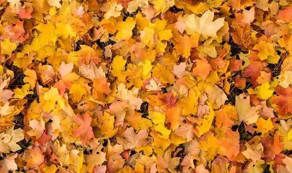 عکس فتوشاپ پاییزی