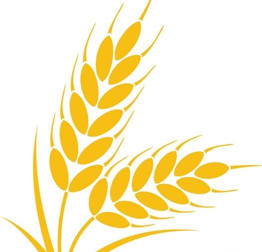 عکس نقاشی گروه غلات