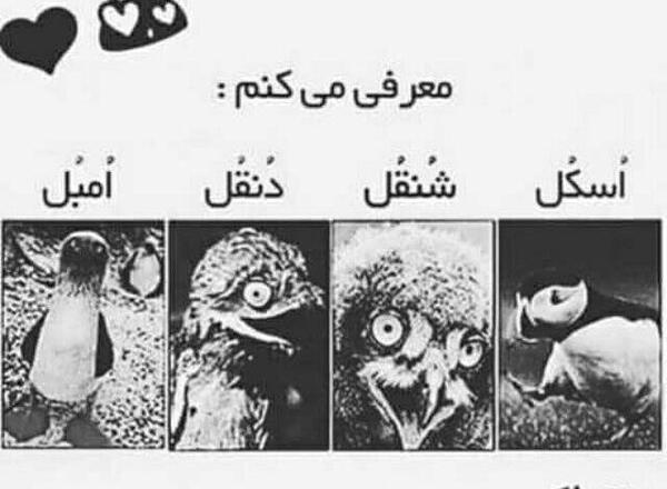 عکس برای گروه فان