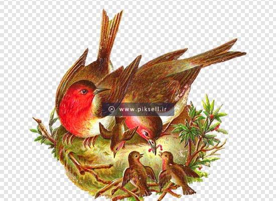 عکس لانه پرنده نقاشی