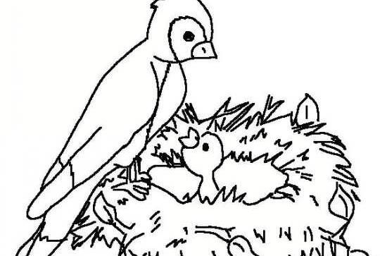 عکس لانه پرنده نقاشی