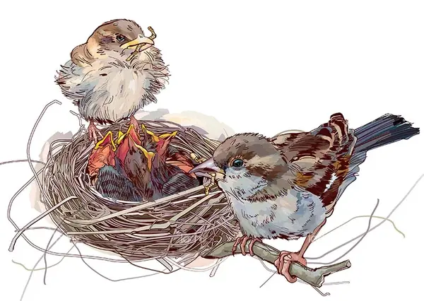 عکس لانه پرنده نقاشی