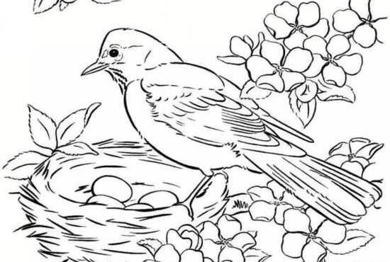 عکس لانه پرنده نقاشی