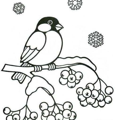 عکس لانه پرنده روی درخت