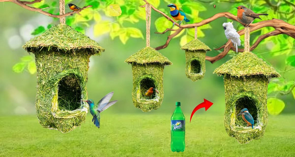 عکس لانه پرنده کارتونی