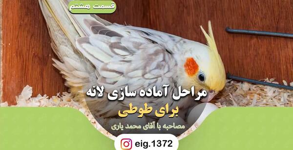 عکس لانه پرنده عروس هلندی