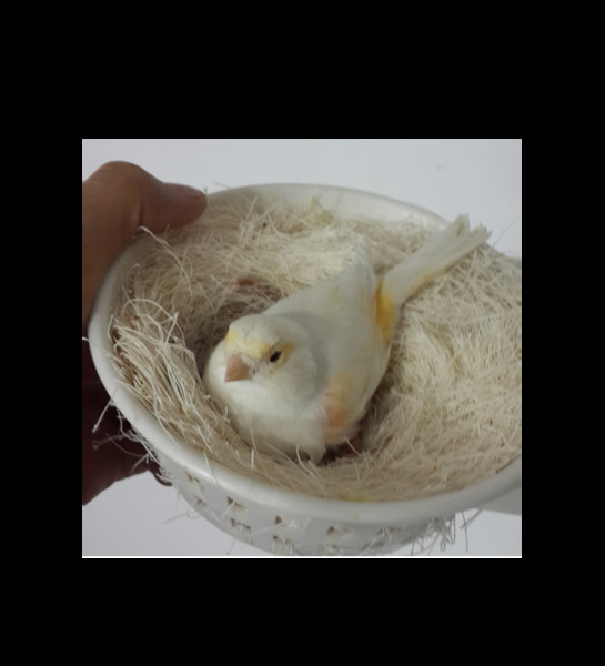 عکس لانه پرنده عروس هلندی