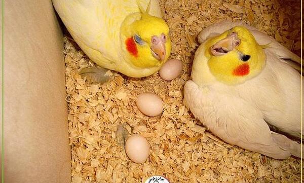 عکس لانه پرنده عروس هلندی