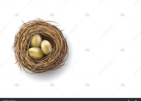 عکس لانه پرنده با تخم
