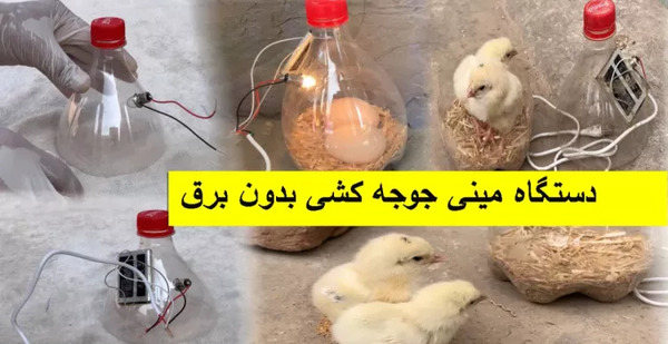 عکس خانه جوجه با کارتون