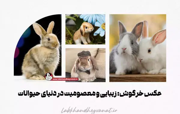 عکس خانه ی خرگوش