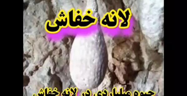 عکس لانه خفاش در غار