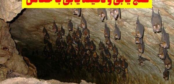 عکس لانه خفاش در غار