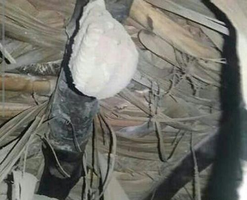 عکس لانه خفاش در غار