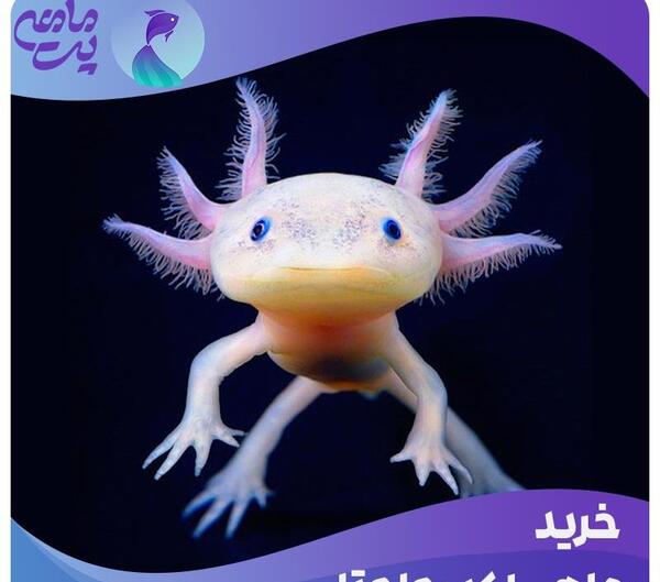 عکس ماهی اکسولوتل
