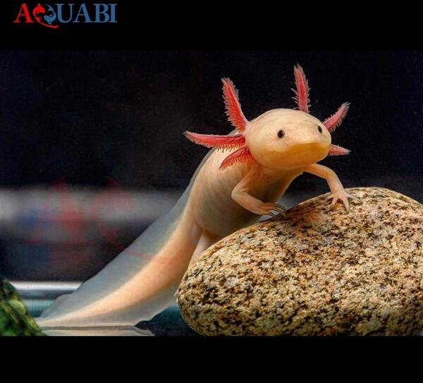 عکس ماهی اکسولوتل