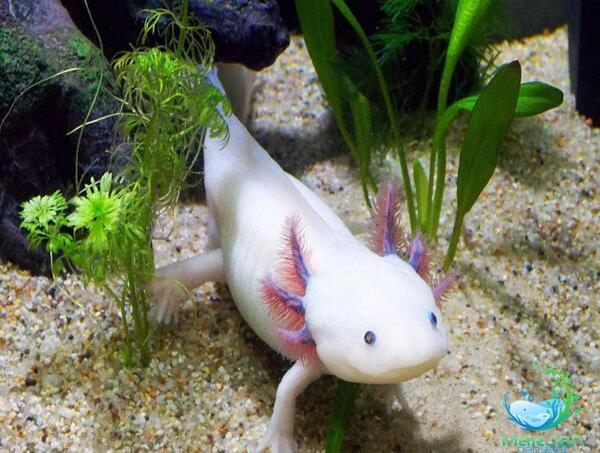 عکس ماهی اکسولوتل