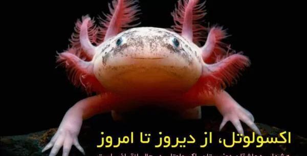 عکس ماهی اکسولوتل