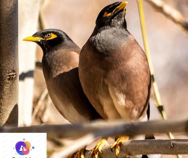 عکس مرغ مینای ماده