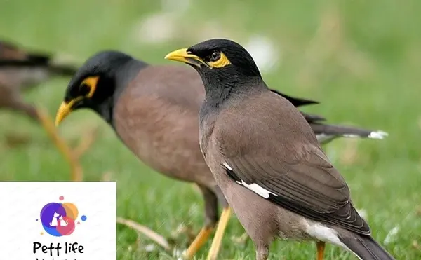 عکس مرغ مینای ماده