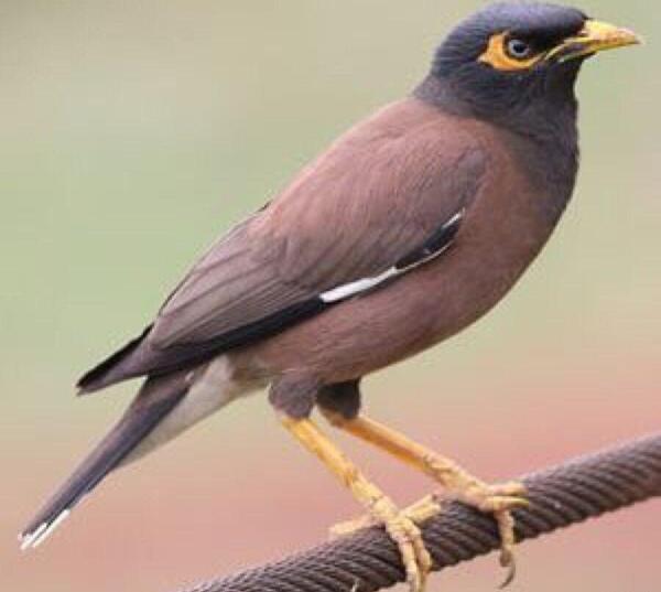 عکس مرغ مینای ماده