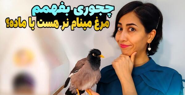 عکس مرغ مینای ماده