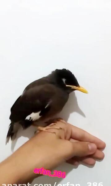 عکس مرغ مینای ماده