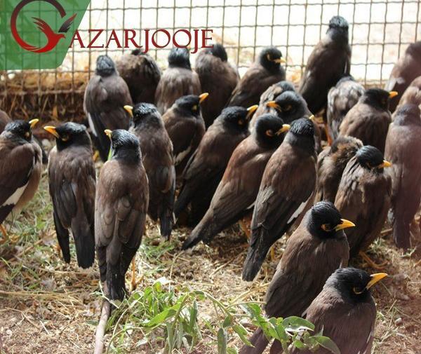 عکس مرغ مینای ماده