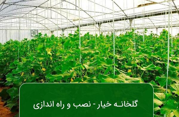 عکس گلخانه خیار
