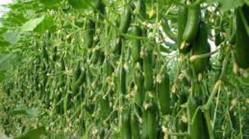 عکس گلخانه خیار
