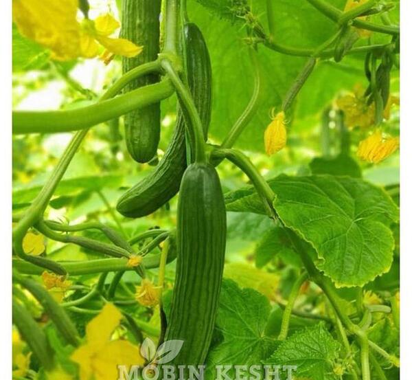 عکس گلخانه خیار
